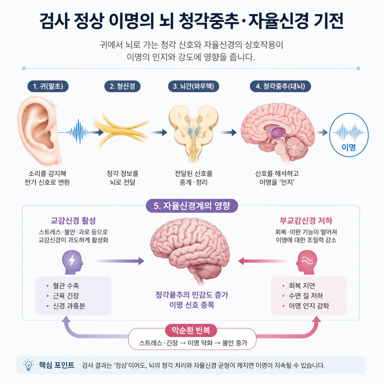 검사 정상 이명의 뇌 청각중추·자율신경 기전 설명도